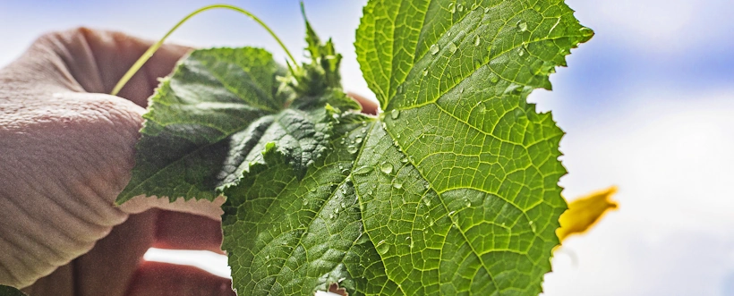 ISO 9001 2026 Integración De La Sostenibilidad