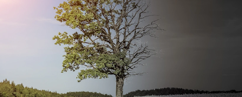 Auditar Los Requisitos Relacionados Con El Cambio Climático En Un SGC